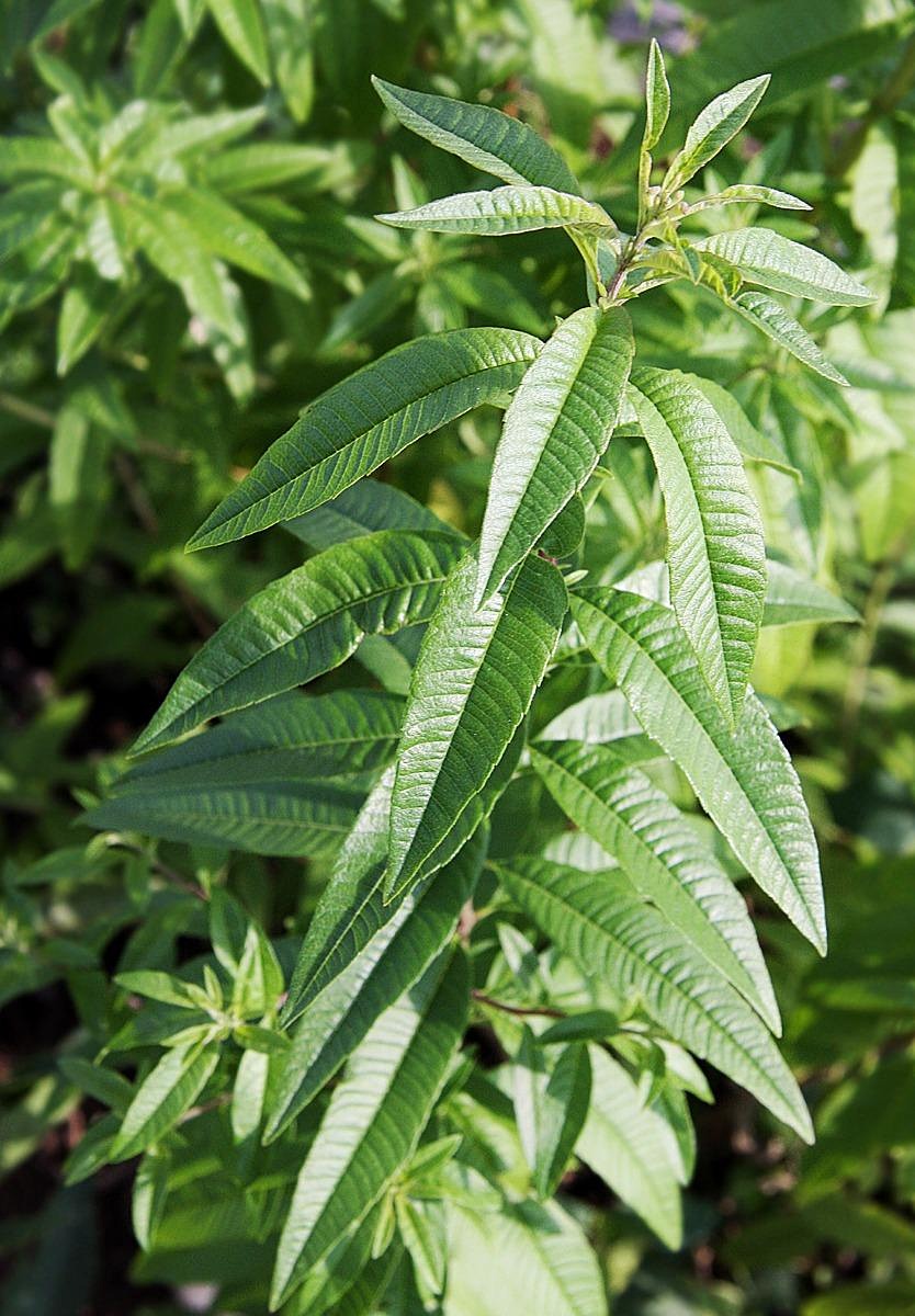 Verveine odorante