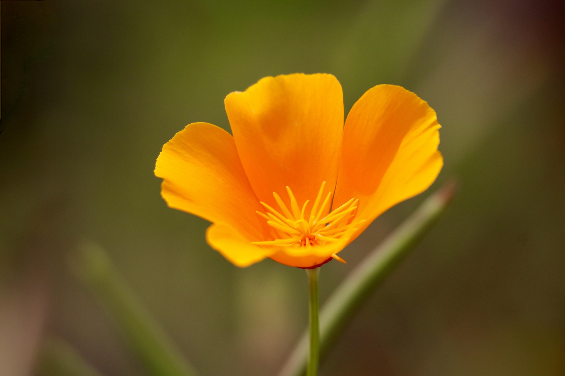 Pavot de Californie