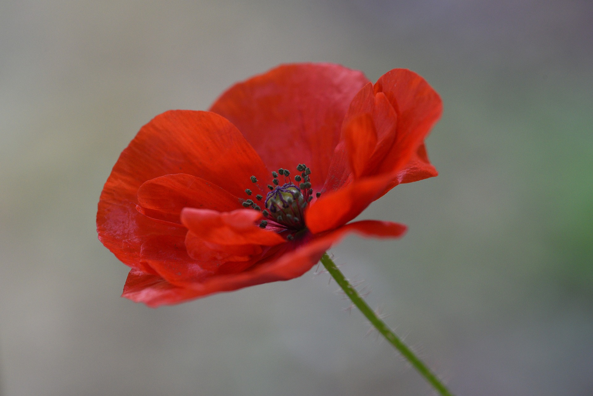 Coquelicot