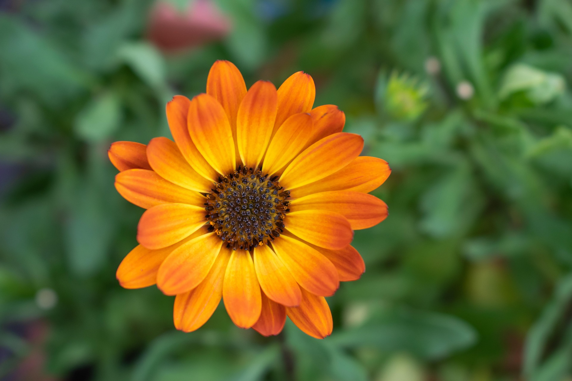 Fleurs orangées de calendula