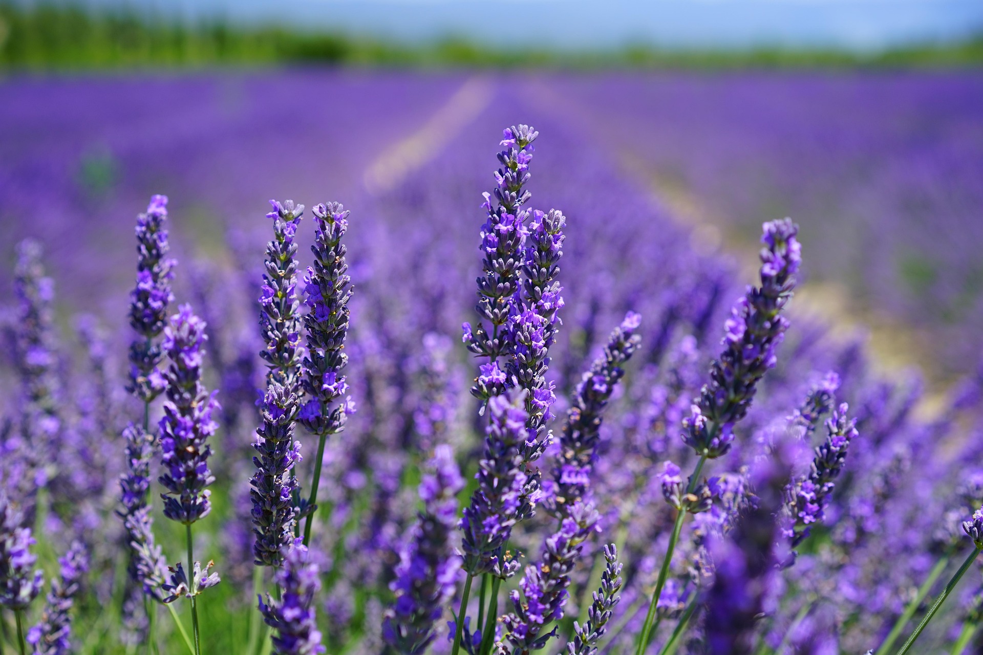 Fleurs de lavande
