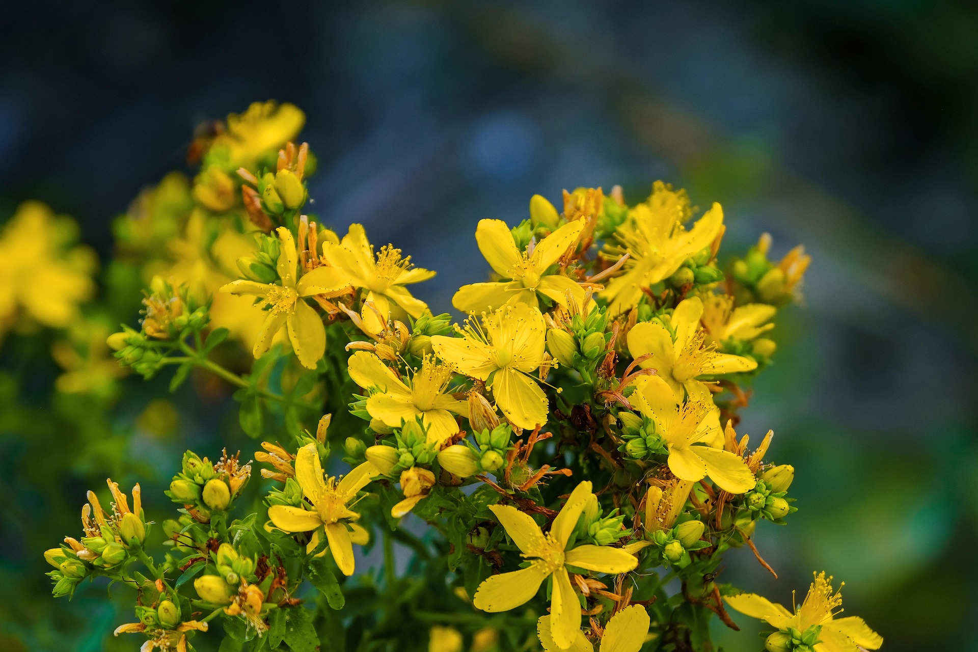 Fleurs jaunes de millepertuis
