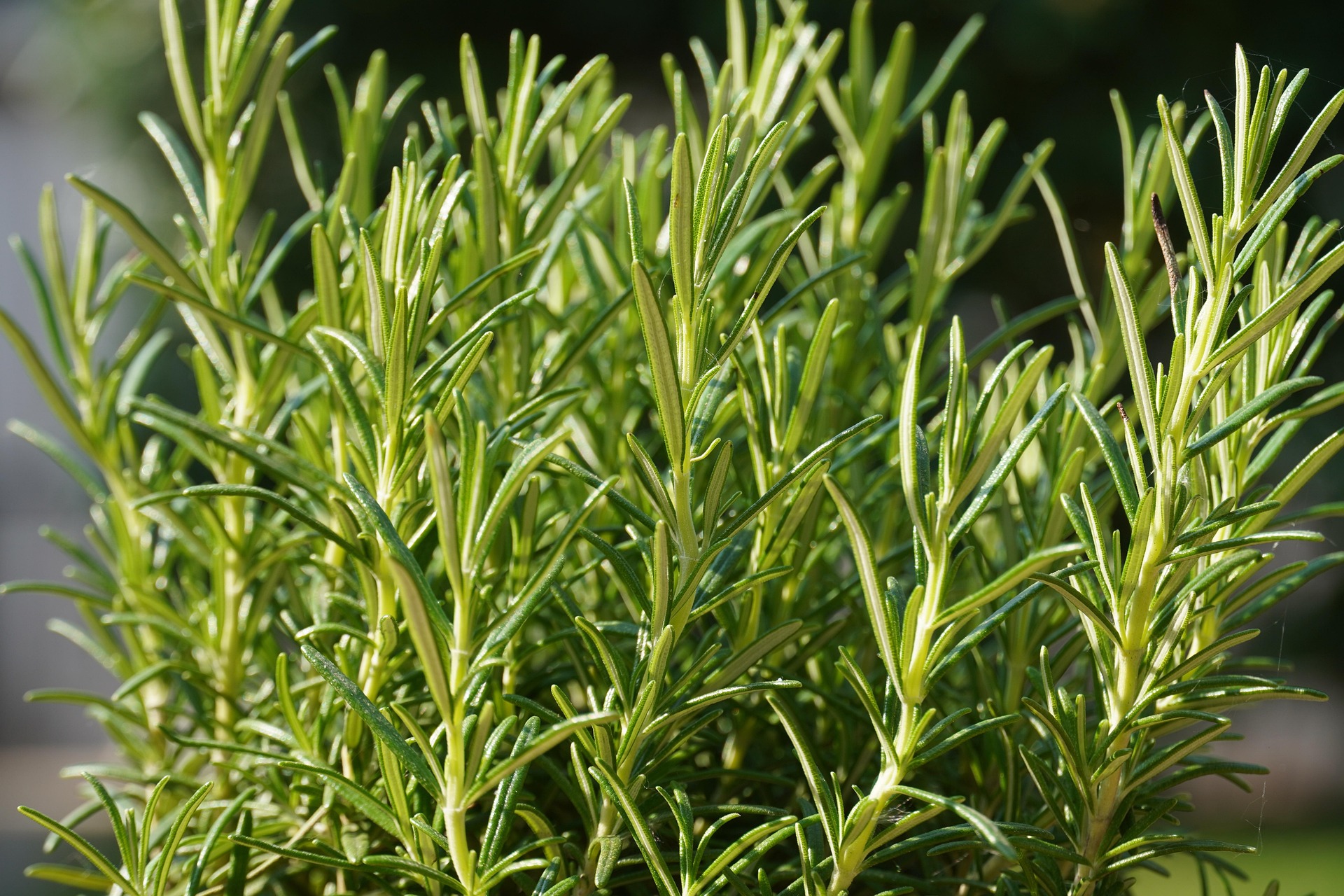 Romarin frais